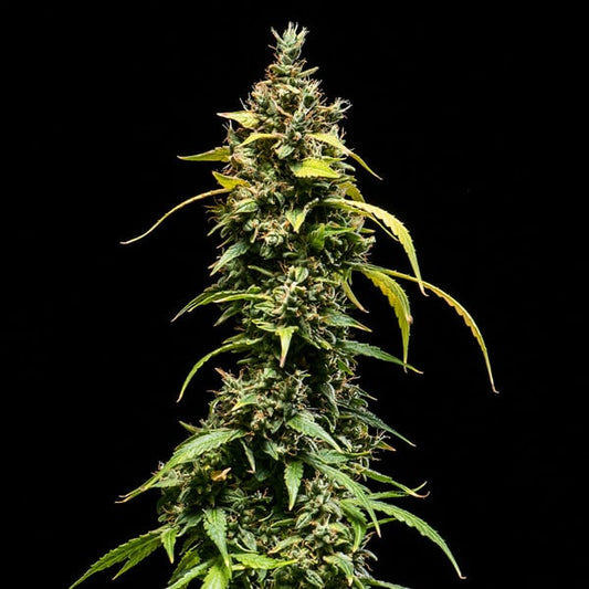 ROYAL QUEEN SEEDS Sherbet Queen Auto