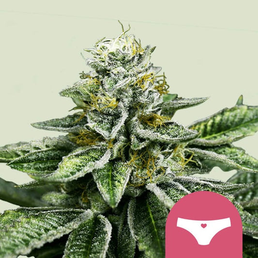 ROYAL QUEEN SEEDS Sherbet Queen Feminizada