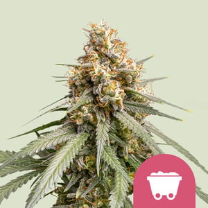 ROYAL QUEEN SEEDS Shining Silver Haze Feminizada