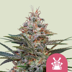 ROYAL QUEEN SEEDS Shogun Feminizada