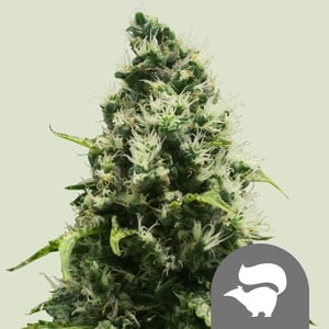 ROYAL QUEEN SEEDS Skunk XL Regular