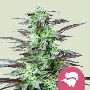 ROYAL QUEEN SEEDS Skunk XL Feminizada