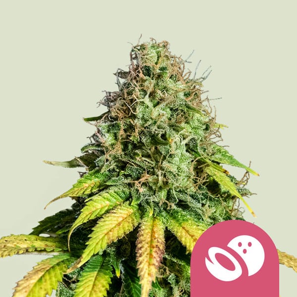 ROYAL QUEEN SEEDS Somango XL Feminizada