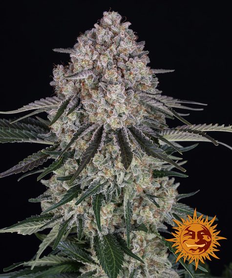 BARNEY'S FARM Sour Diesel Auto