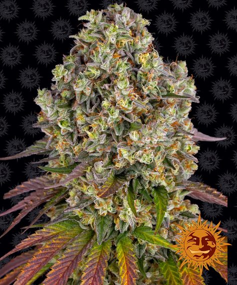 BARNEY'S FARM Sour Diesel Feminizada