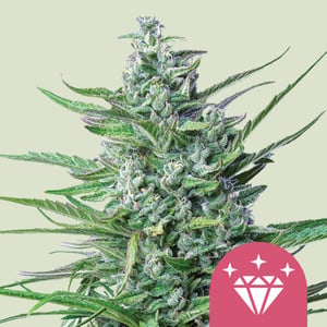 ROYAL QUEEN SEEDS Special Kush#1 Feminizada