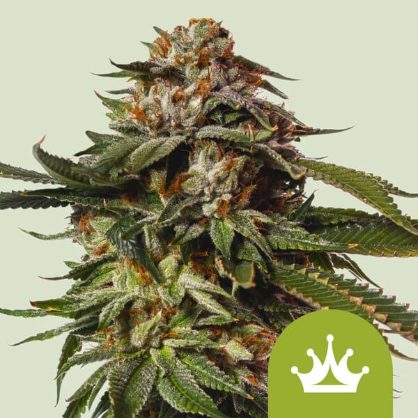 ROYAL QUEEN SEEDS Special Queen 1 Auto