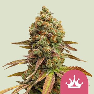 ROYAL QUEEN SEEDS Special Queen#1 Feminizada