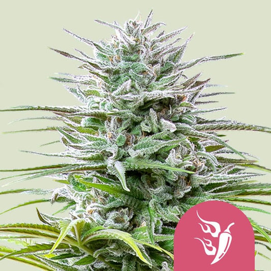 ROYAL QUEEN SEEDS Speedy Chile Fast Version Feminizada