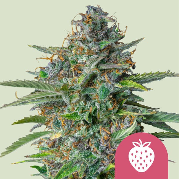 ROYAL QUEEN SEEDS Strawberry Cough Feminizada