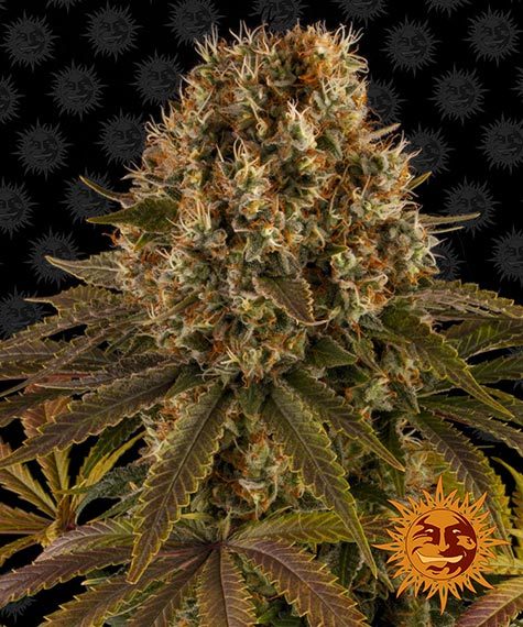 BARNEY'S FARM Strawberry Lemonade Feminizada