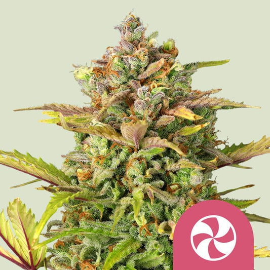 ROYAL QUEEN SEEDS Sweet ZZ Feminizada