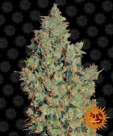 BARNEY'S FARM Tangerine Dream Feminizada