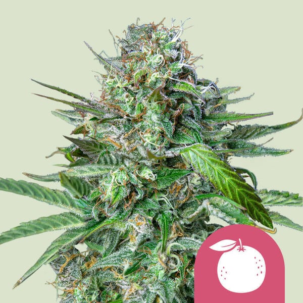 ROYAL QUEEN SEEDS Tangie Feminizada