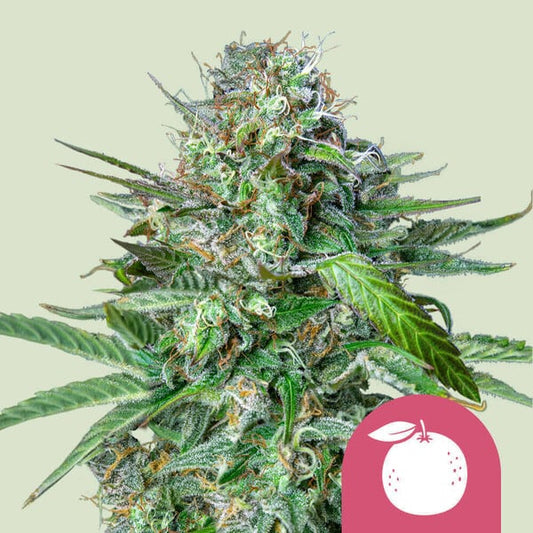 ROYAL QUEEN SEEDS Tangie Feminizada