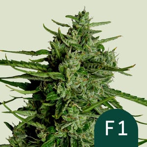 ROYAL QUEEN SEEDS Titan F1 Auto