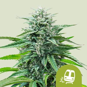 ROYAL QUEEN SEEDS Trainwreck Auto