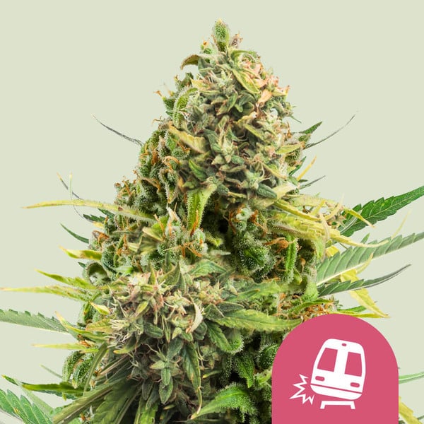 ROYAL QUEEN SEEDS Trainwreck Feminizada