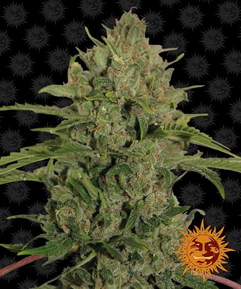 BARNEY'S FARM Triple Cheese Feminizada