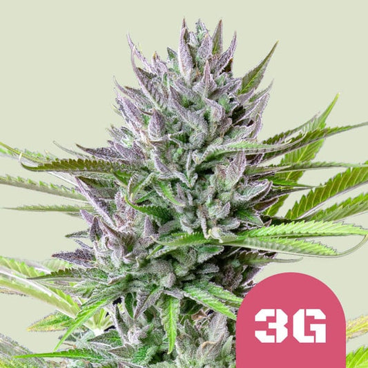 ROYAL QUEEN SEEDS Triple G Feminizada