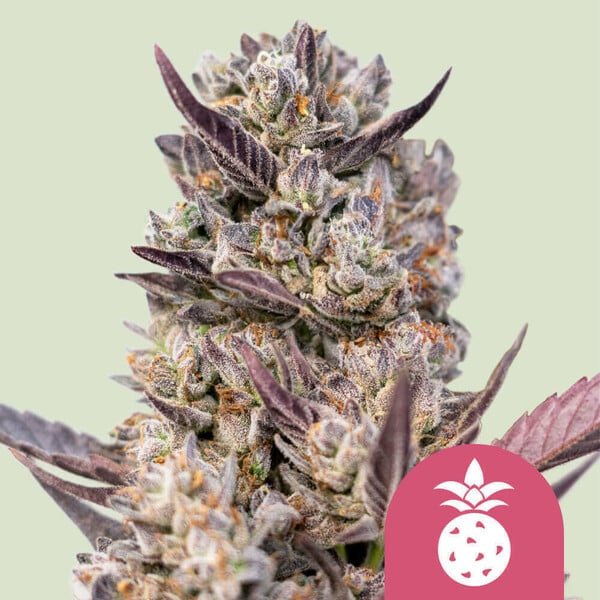 ROYAL QUEEN SEEDS Tropicana Cookies Purple Feminizada