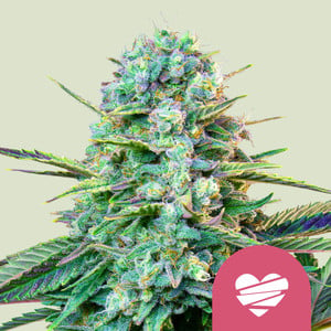 ROYAL QUEEN SEEDS Wedding Crasher Feminizada