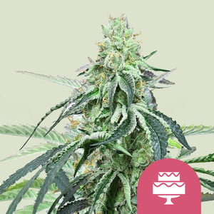 ROYAL QUEEN SEEDS Wedding Gelato Feminizada