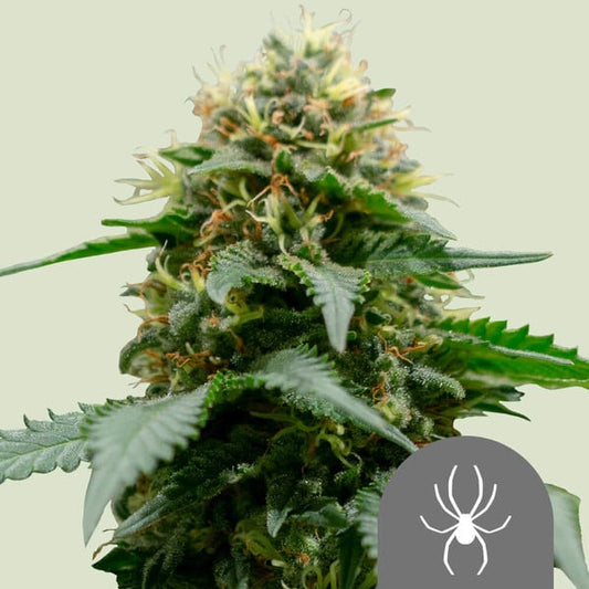 ROYAL QUEEN SEEDS White Widow Regular