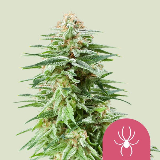 ROYAL QUEEN SEEDS White Widow Feminizada